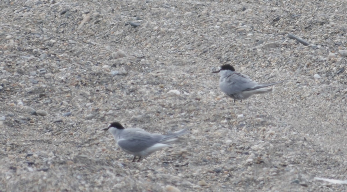 Aleutian Tern - ML620677273