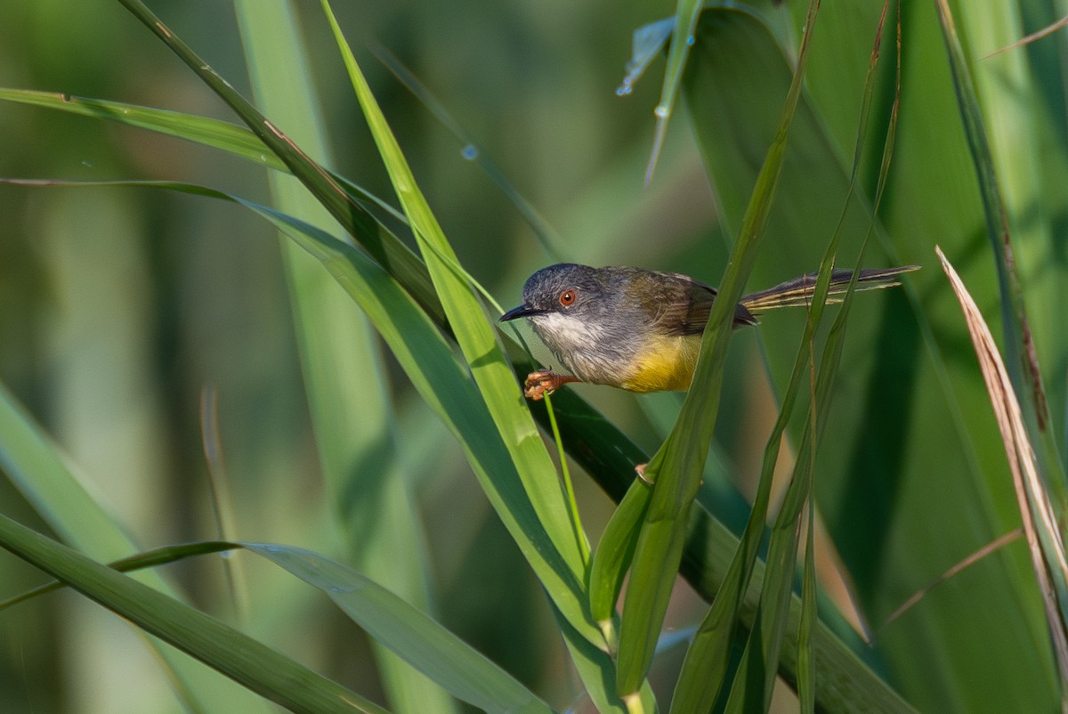 Prinia à ventre jaune - ML620677277