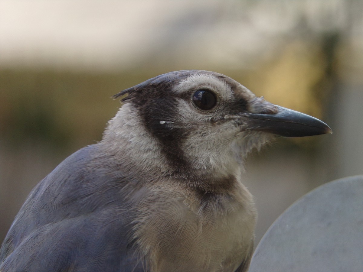 Blue Jay - ML620677281