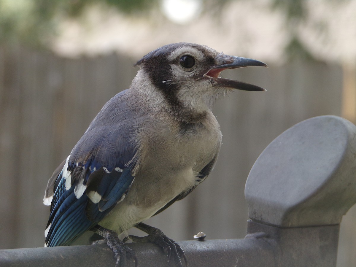 Blue Jay - ML620677283