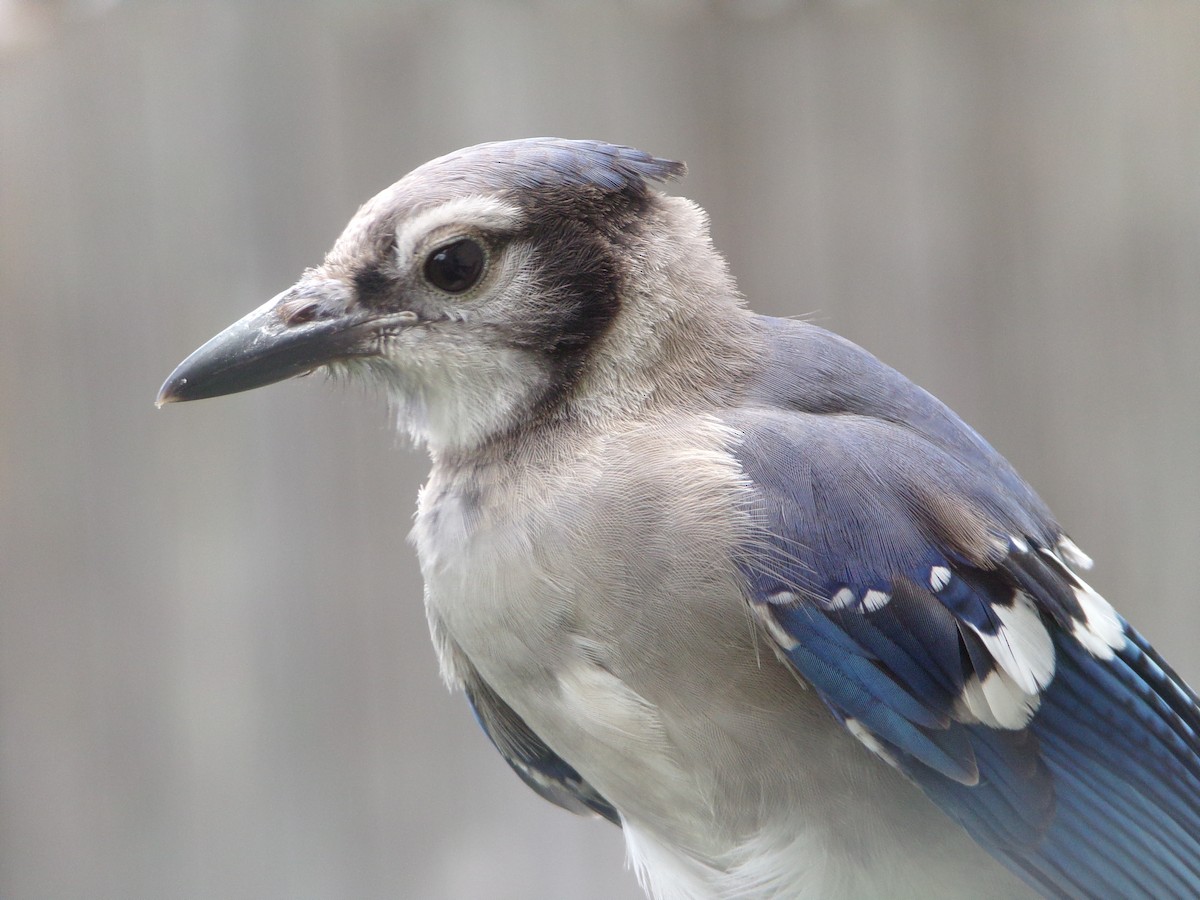 Blue Jay - ML620677284