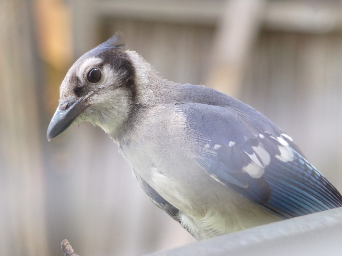 Blue Jay - ML620677285