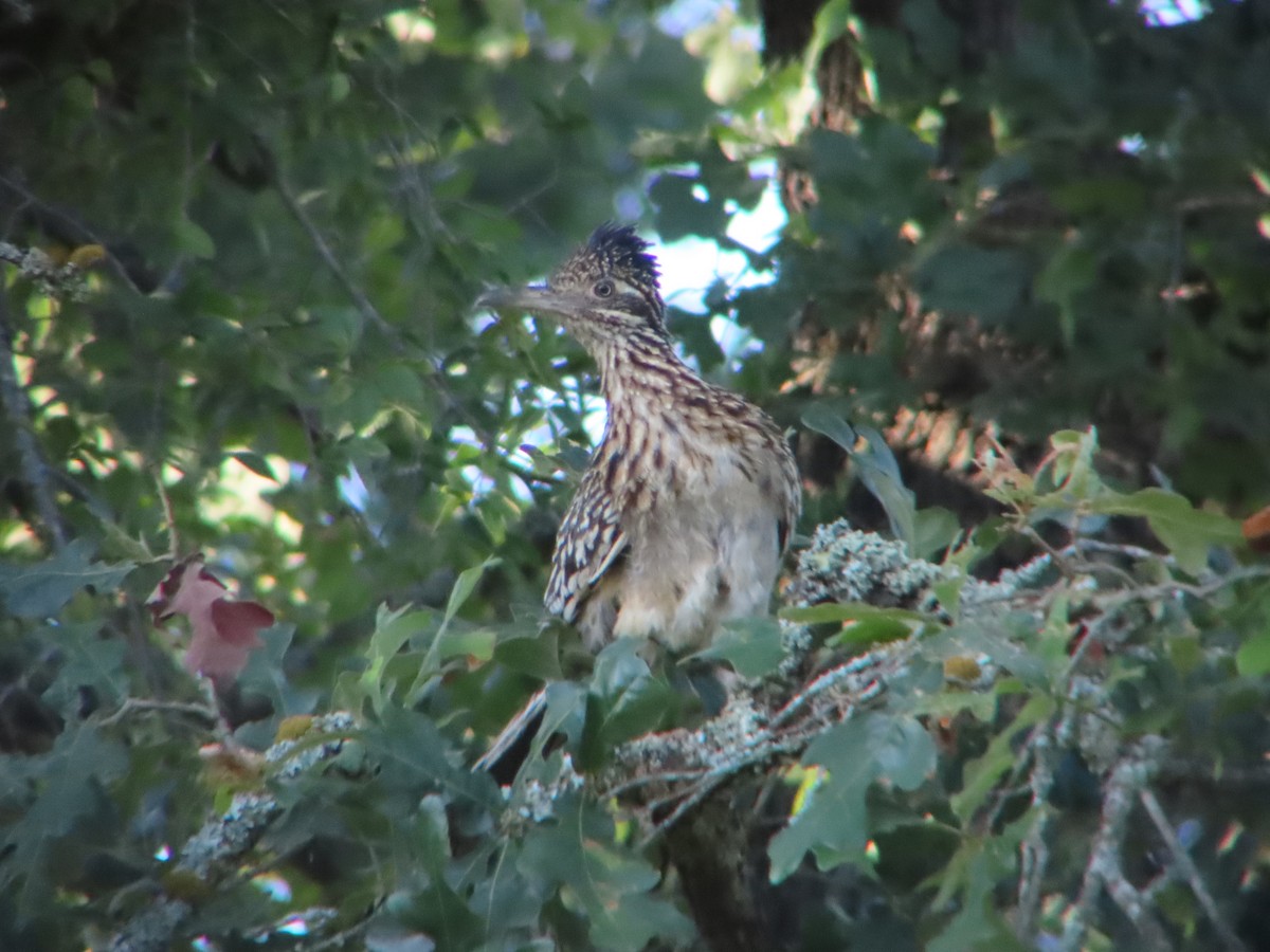 Greater Roadrunner - ML620677288