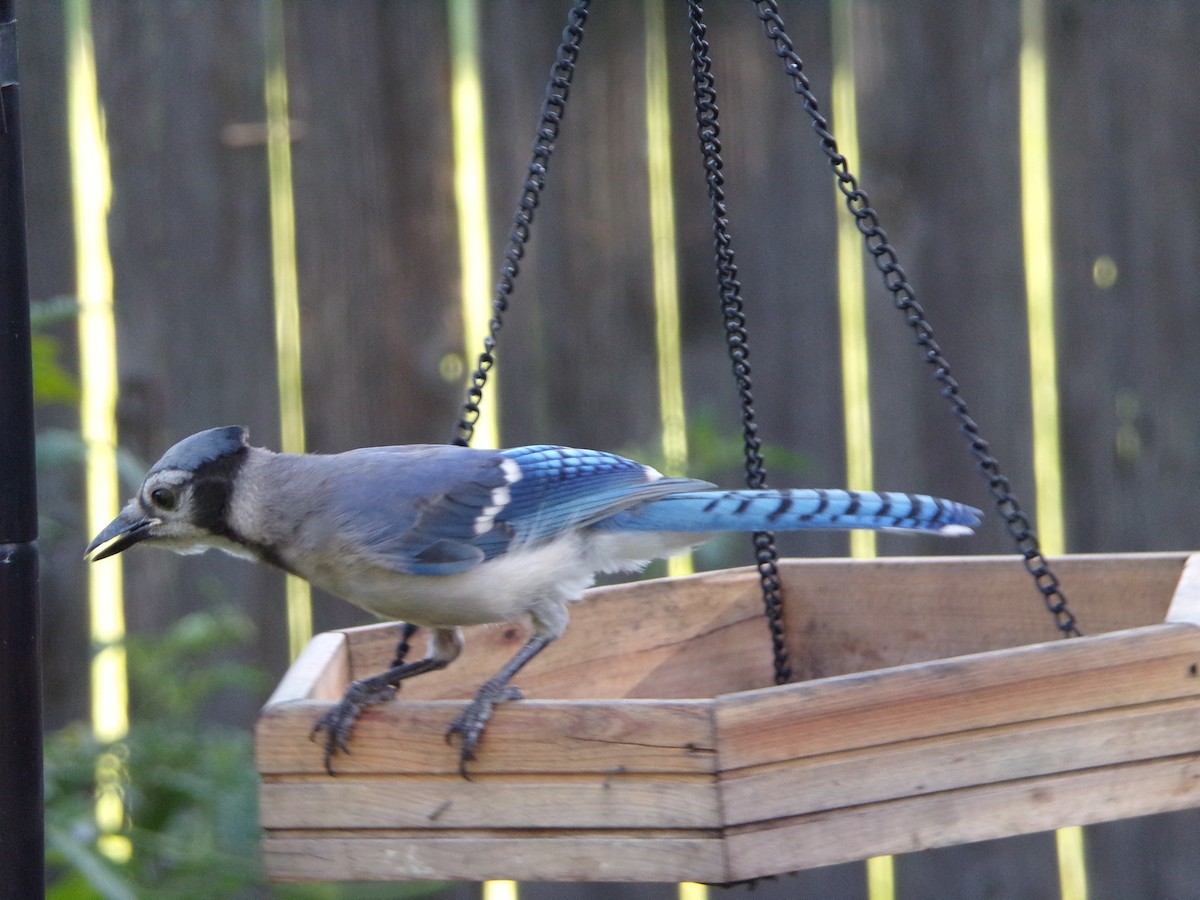 Blue Jay - ML620677293