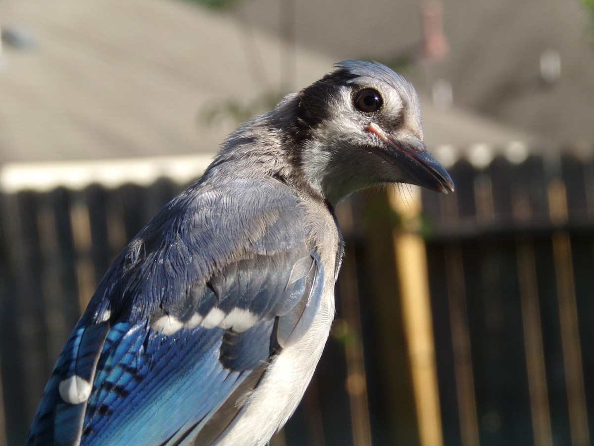 Blue Jay - ML620677297