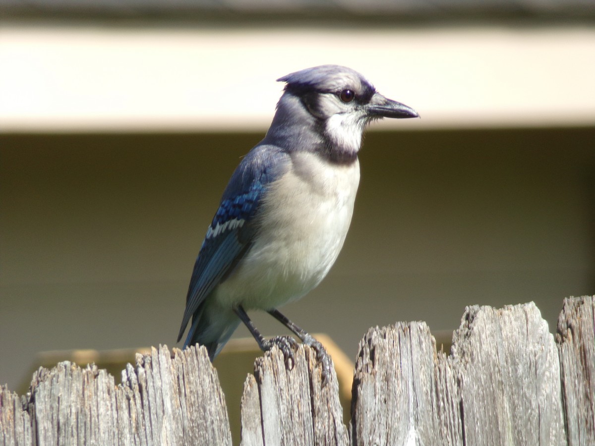 Blue Jay - ML620677298