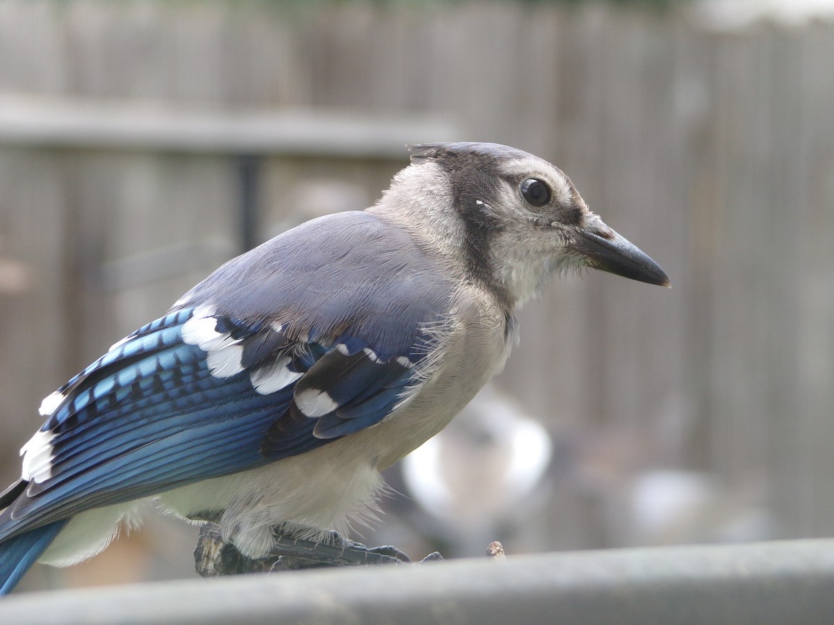 Blue Jay - ML620677300