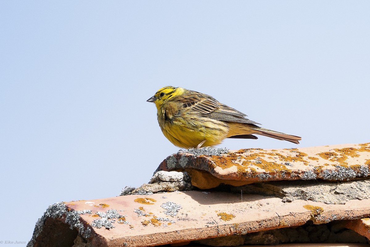 Yellowhammer - ML620677304