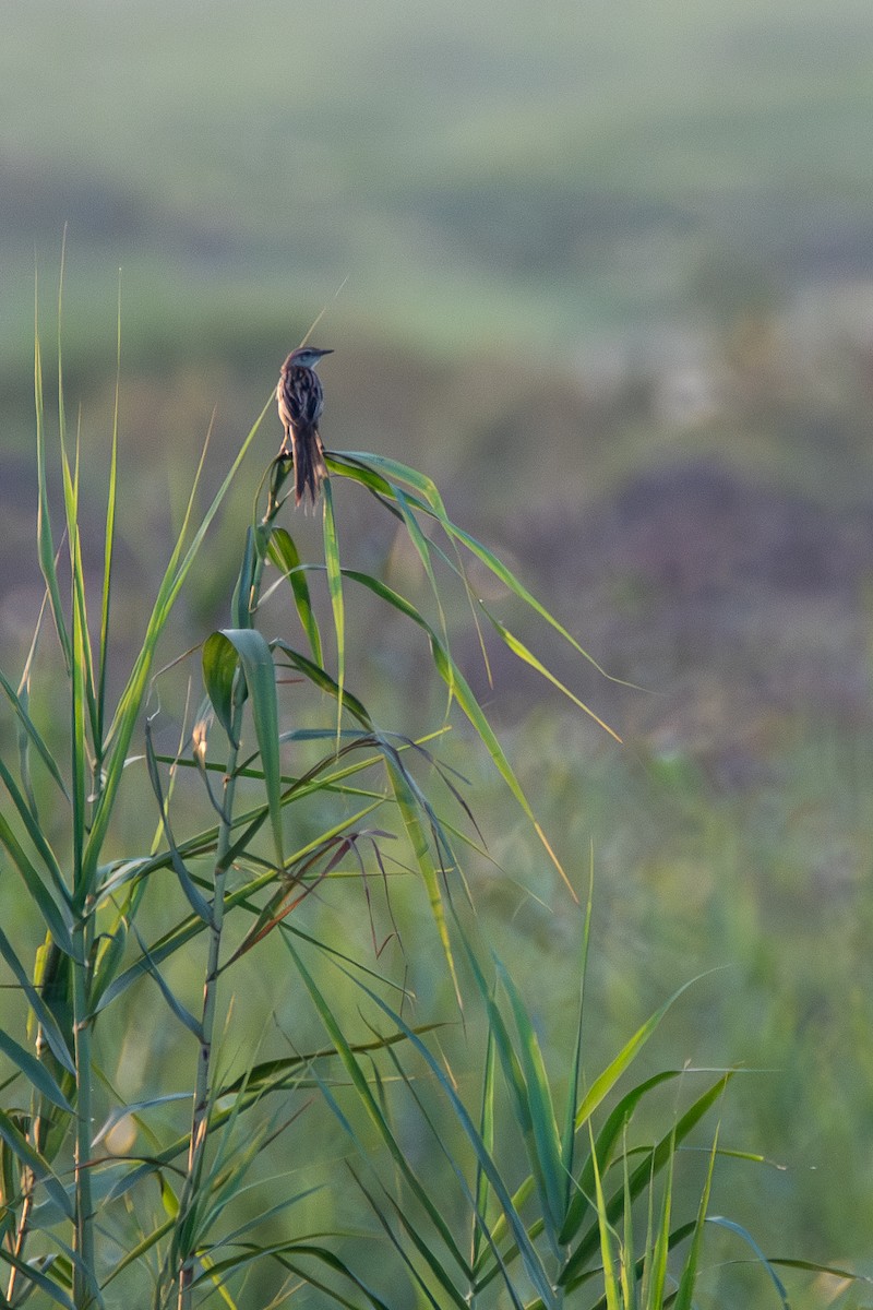 Striated Grassbird - ML620677307