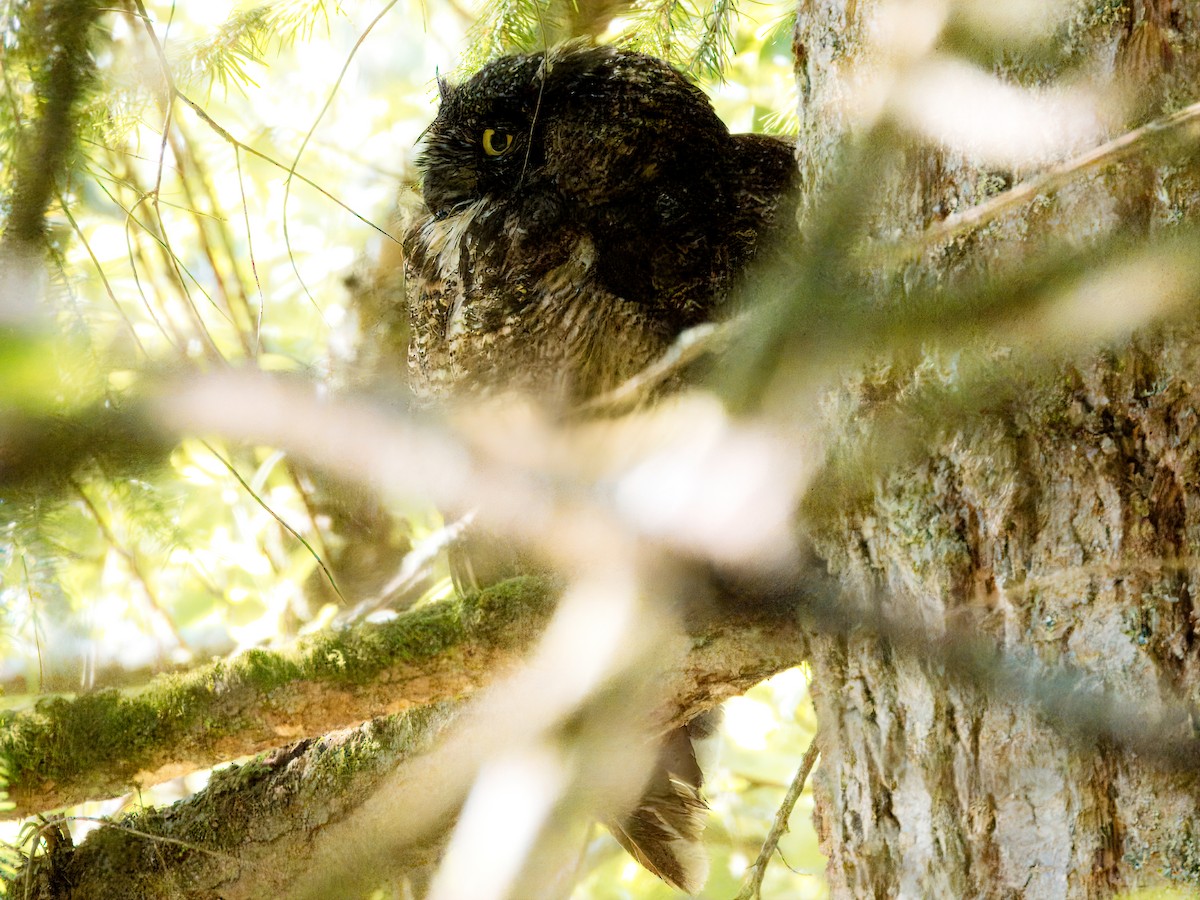 Great Horned Owl - ML620677309