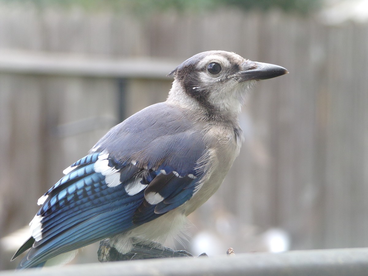 Blue Jay - ML620677310