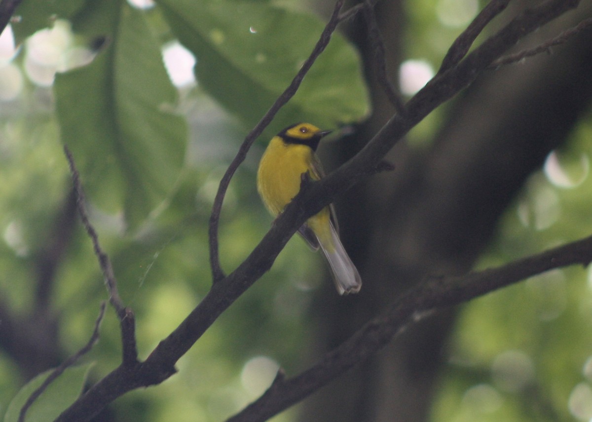 Hooded Warbler - ML620677311