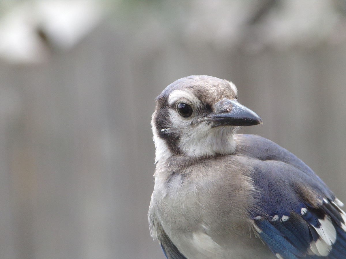 Blue Jay - ML620677312