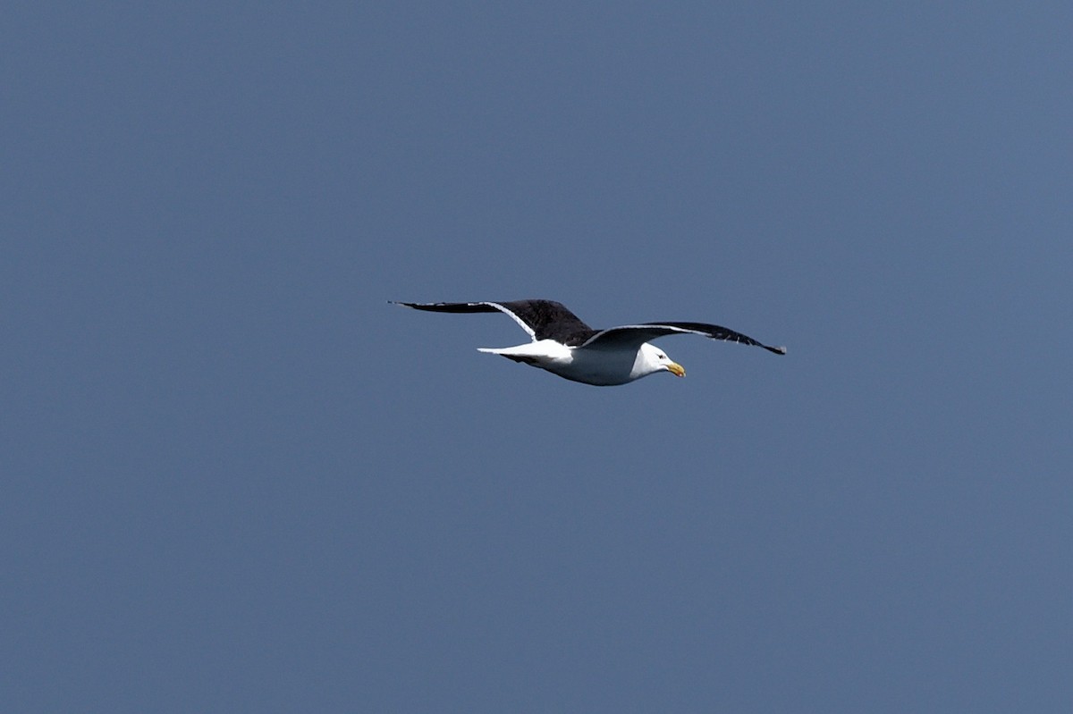 Great Black-backed Gull - ML620677313