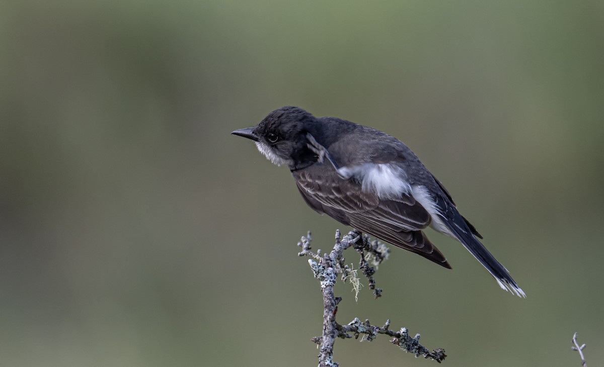 Eastern Kingbird - ML620677318