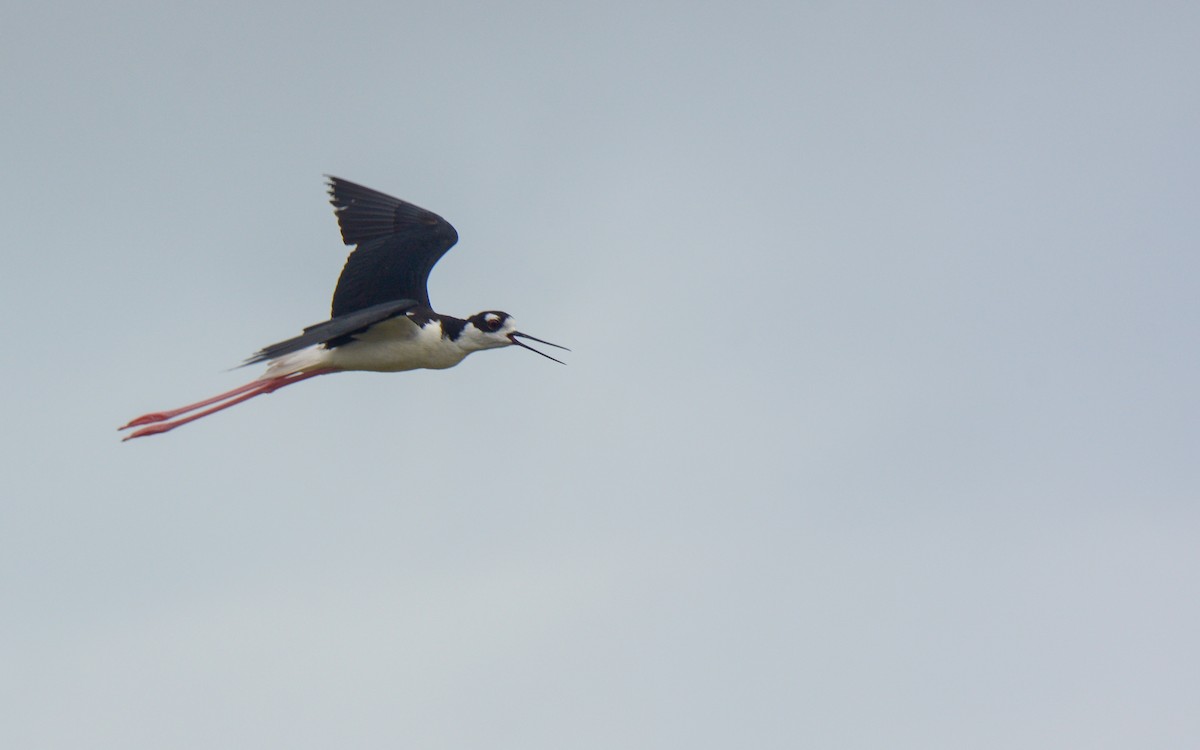 Black-necked Stilt (Black-necked) - ML620677322