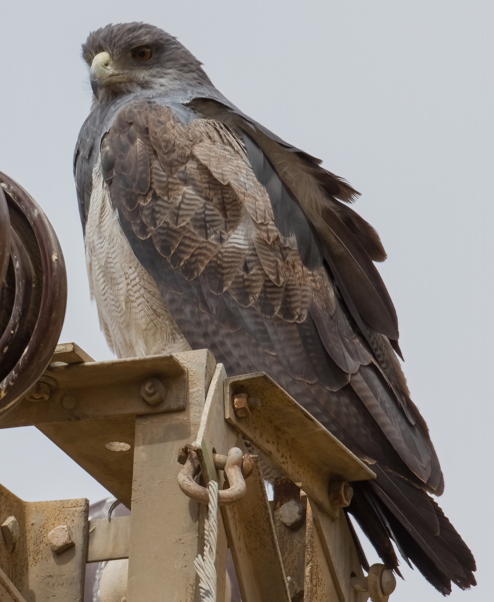 Black-chested Buzzard-Eagle - ML620677326