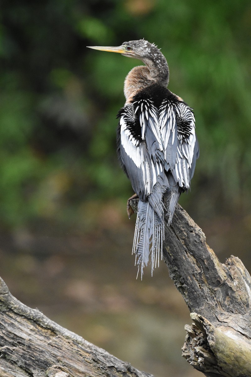 Amerika-Schlangenhalsvogel - ML620677328