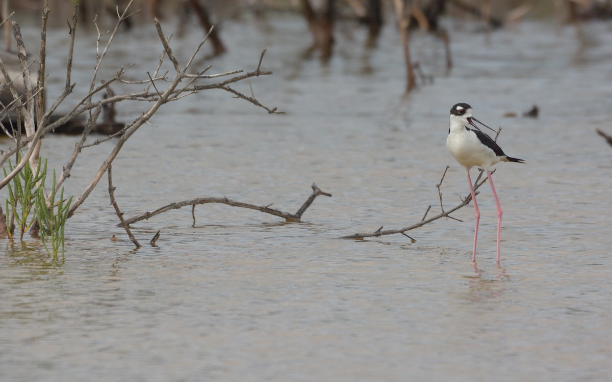 Black-necked Stilt (Black-necked) - ML620677330