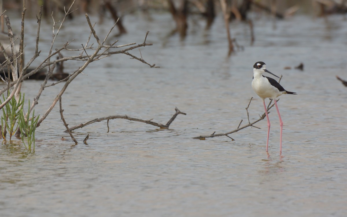 Black-necked Stilt (Black-necked) - ML620677331