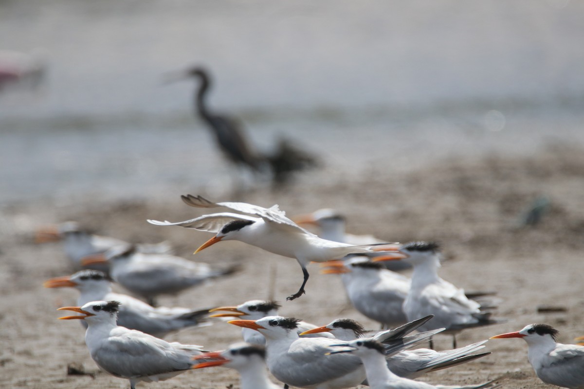 Elegant Tern - ML620677332