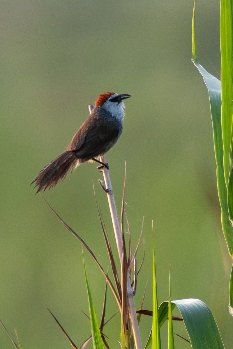 Chestnut-capped Babbler - ML620677337