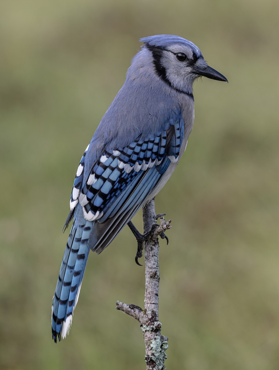 Blue Jay - thomas berriman