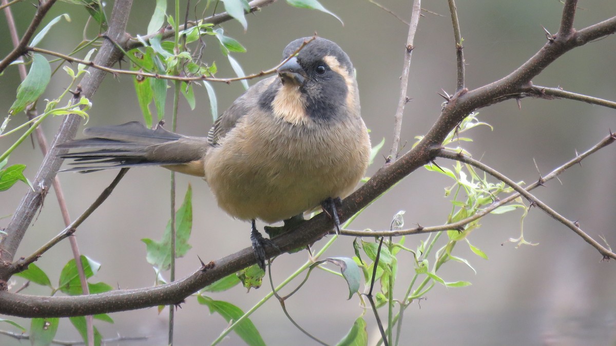 Bluish-gray Saltator - su ortali