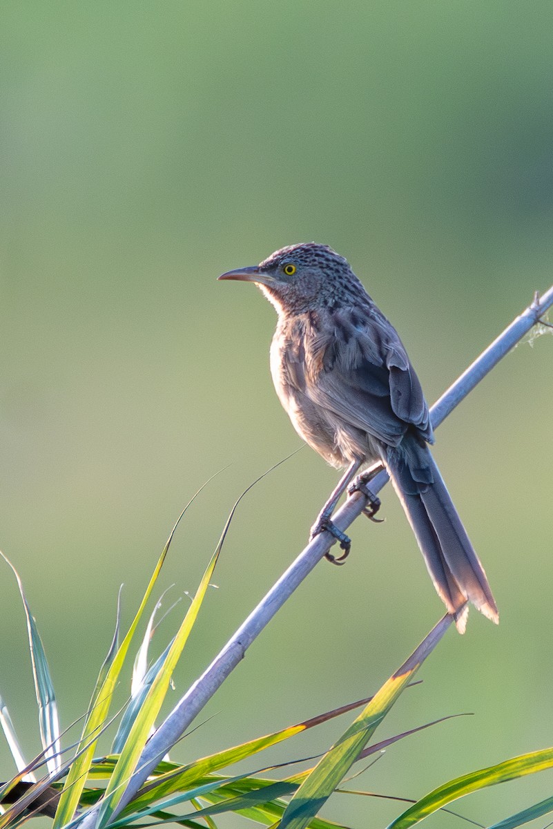 Striated Babbler - ML620677354