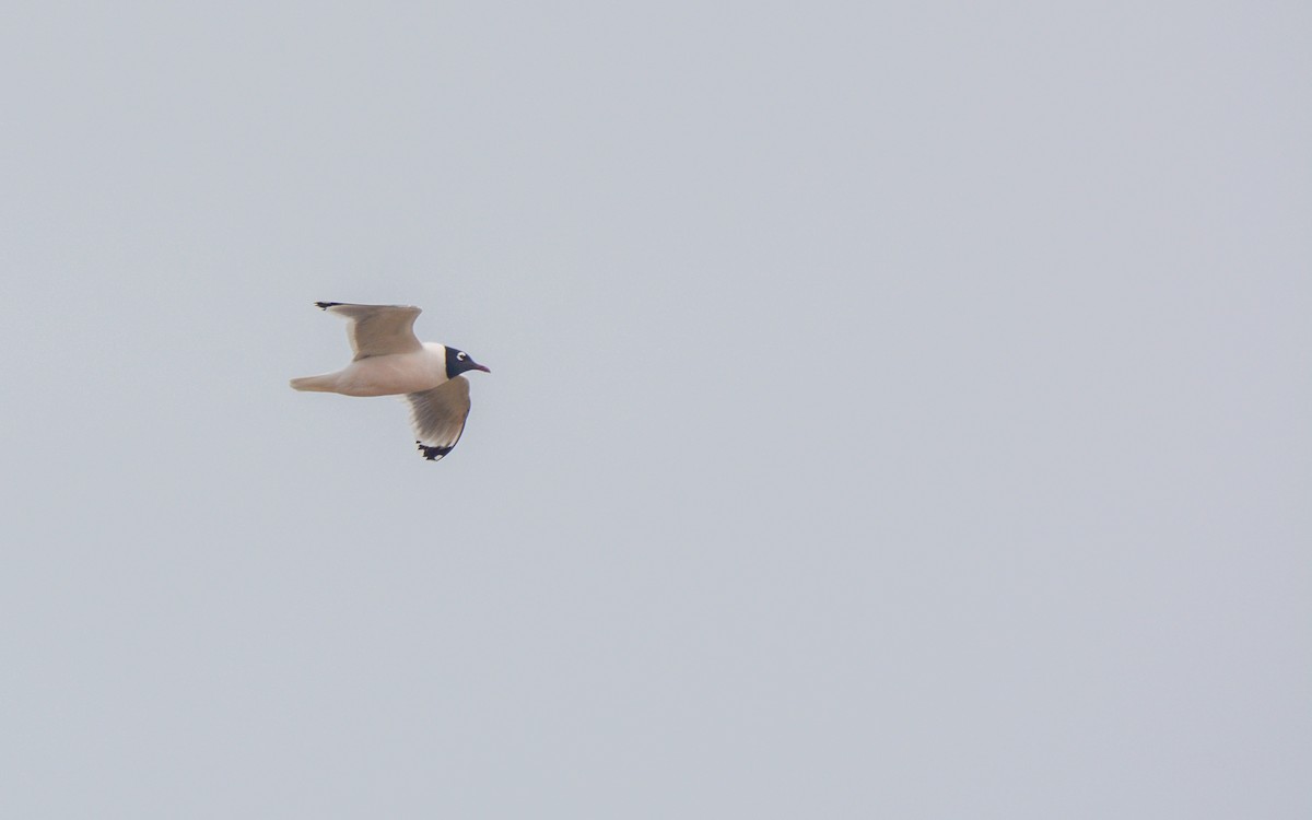 Franklin's Gull - Luis Trinchan