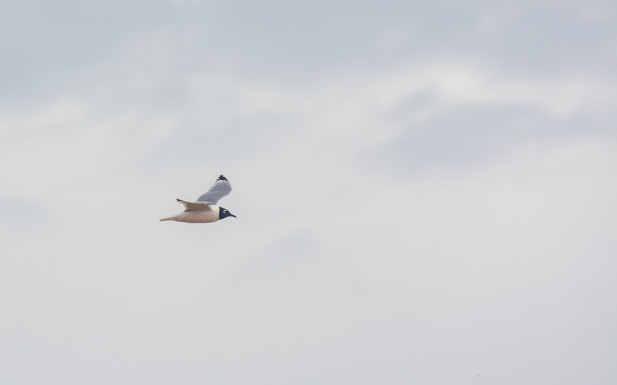 Franklin's Gull - ML620677372