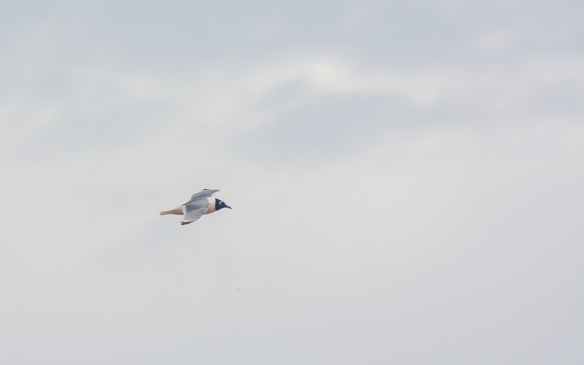 Franklin's Gull - ML620677373