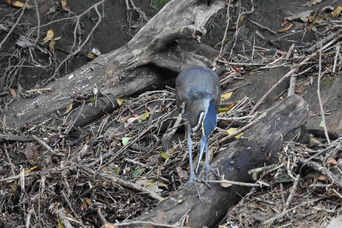 Bare-throated Tiger-Heron - ML620677376