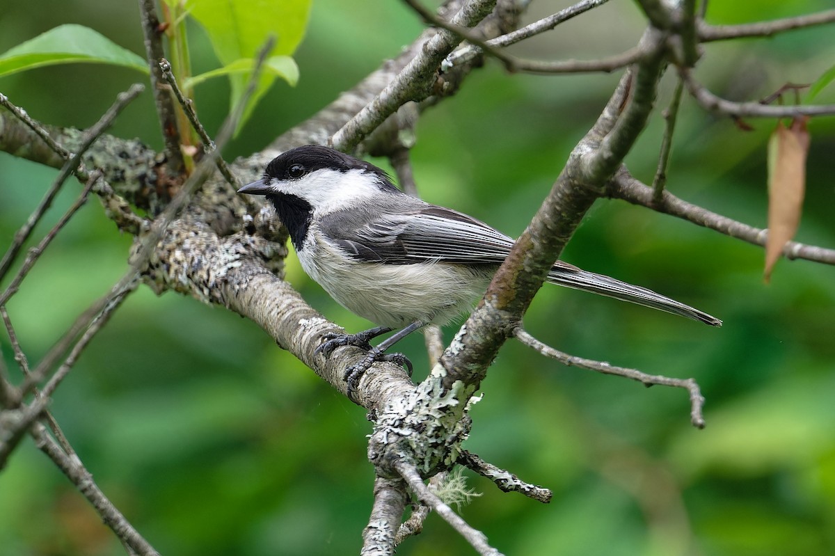 Mésange à tête noire - ML620677382