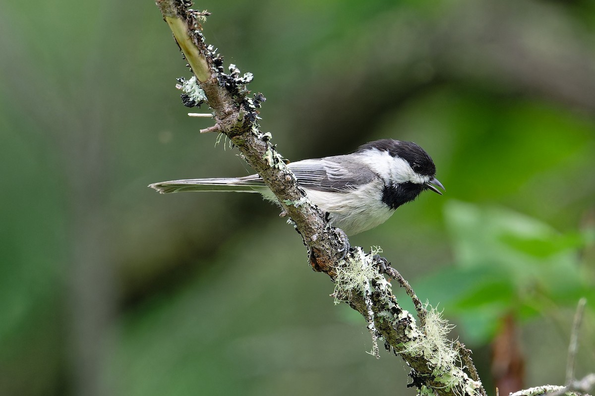 Mésange à tête noire - ML620677383