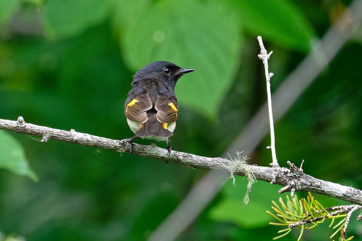 American Redstart - ML620677389