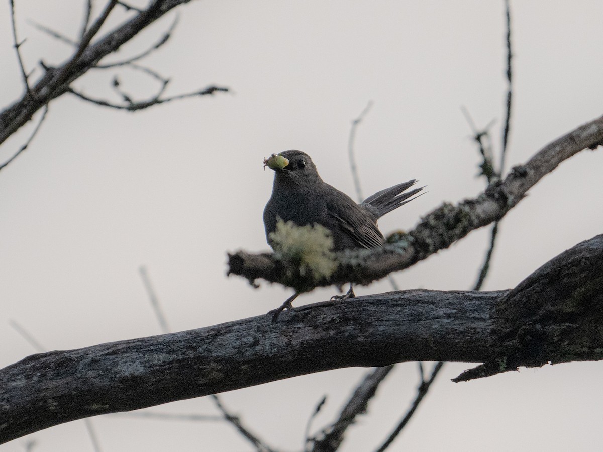 Gray Catbird - ML620677391