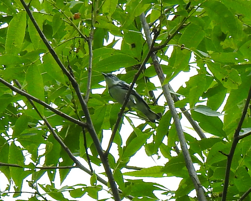 Cerulean Warbler - ML620677392