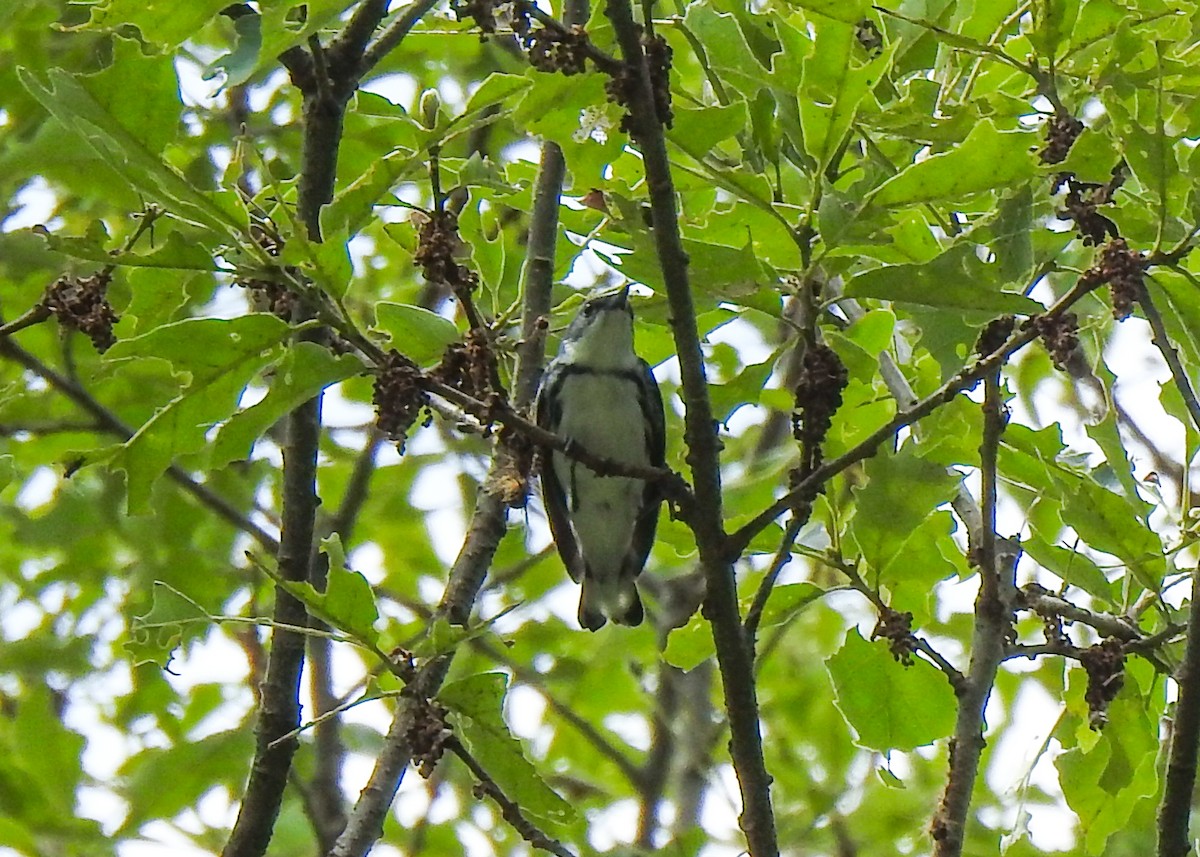 Cerulean Warbler - ML620677393