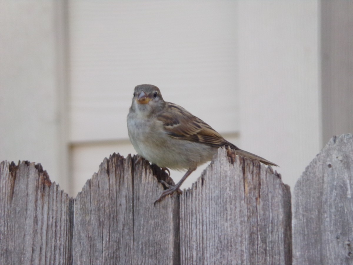 Moineau domestique - ML620677400