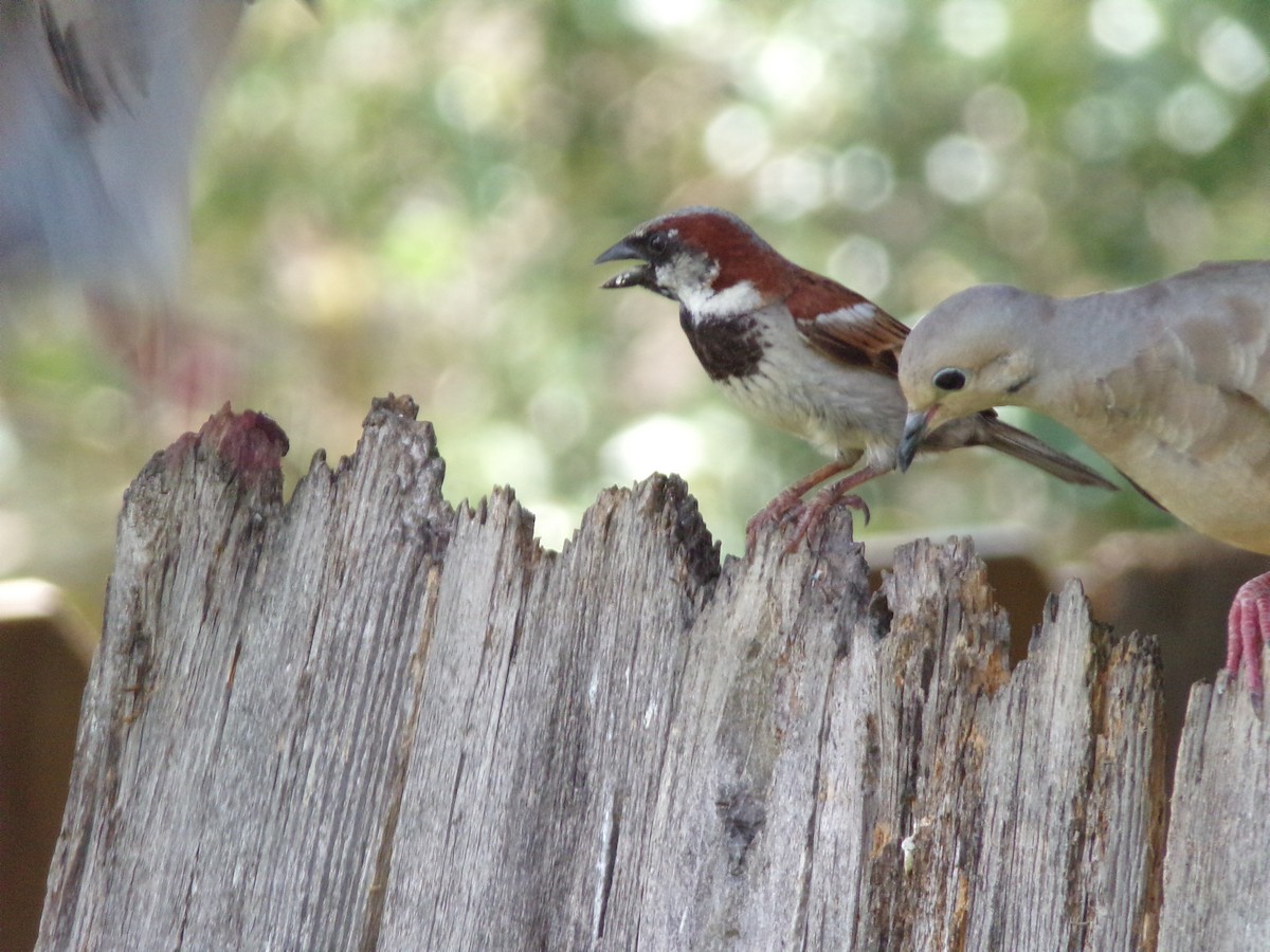 House Sparrow - ML620677401