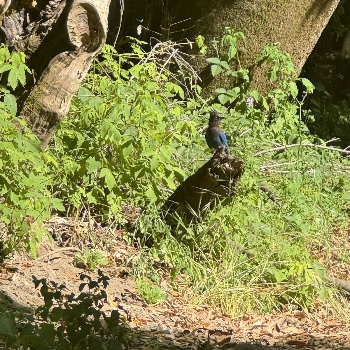 Steller's Jay - ML620677403