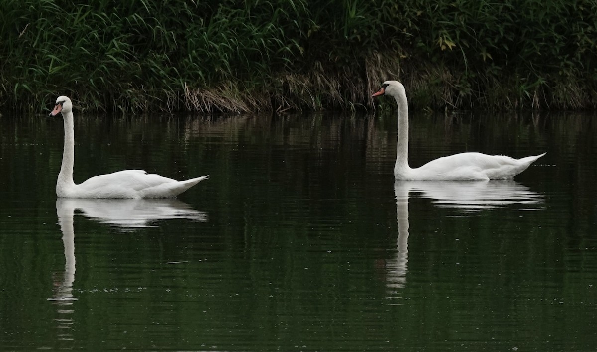 Mute Swan - ML620677405