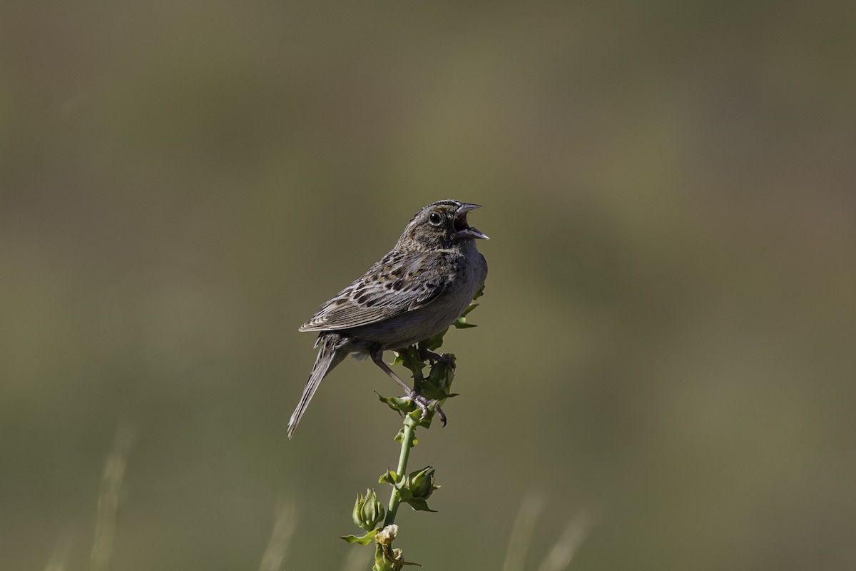 Grasshopper Sparrow - Thomas Kallmeyer