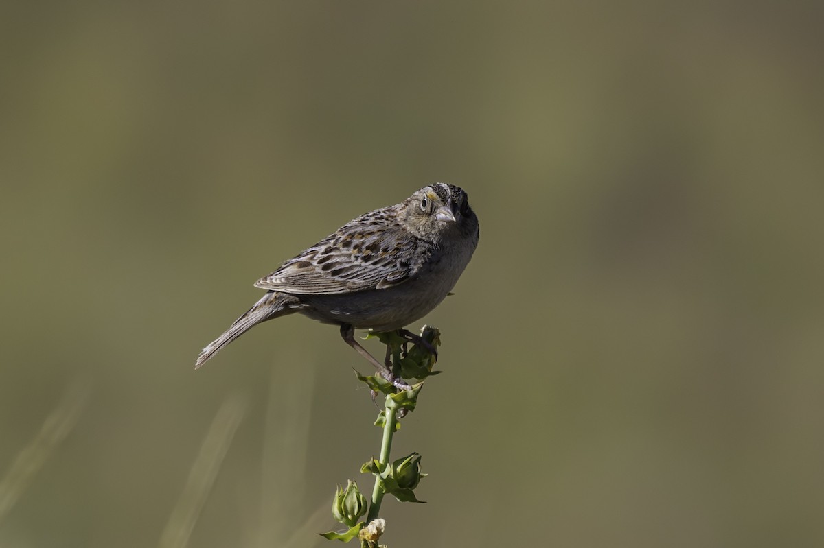 Grasshopper Sparrow - Thomas Kallmeyer