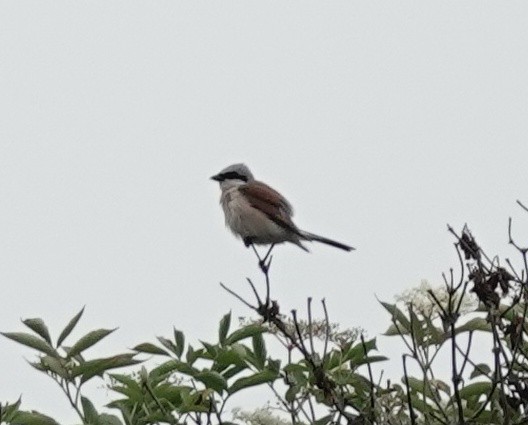 Red-backed Shrike - ML620677418