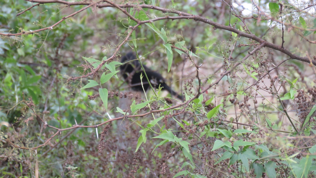 Solitary Black Cacique - ML620677419