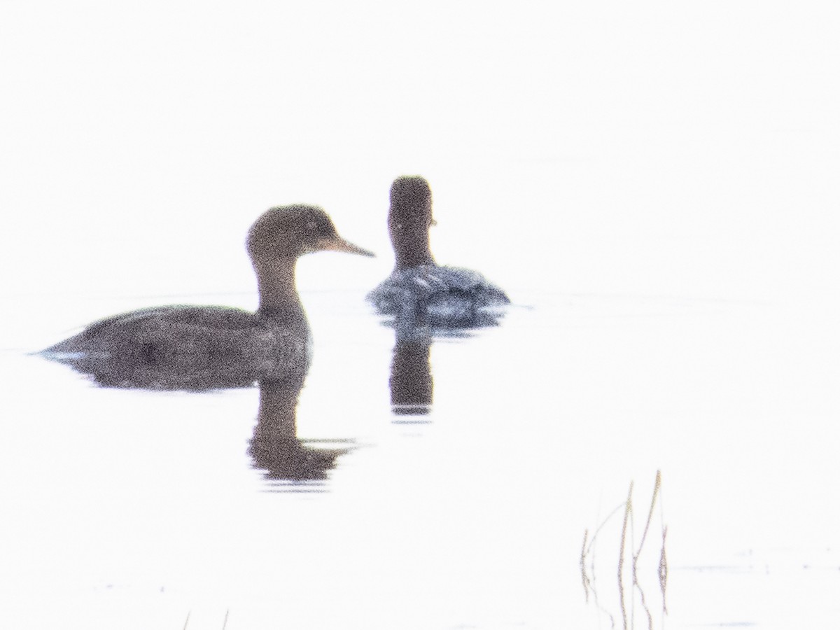 Hooded Merganser - ML620677420