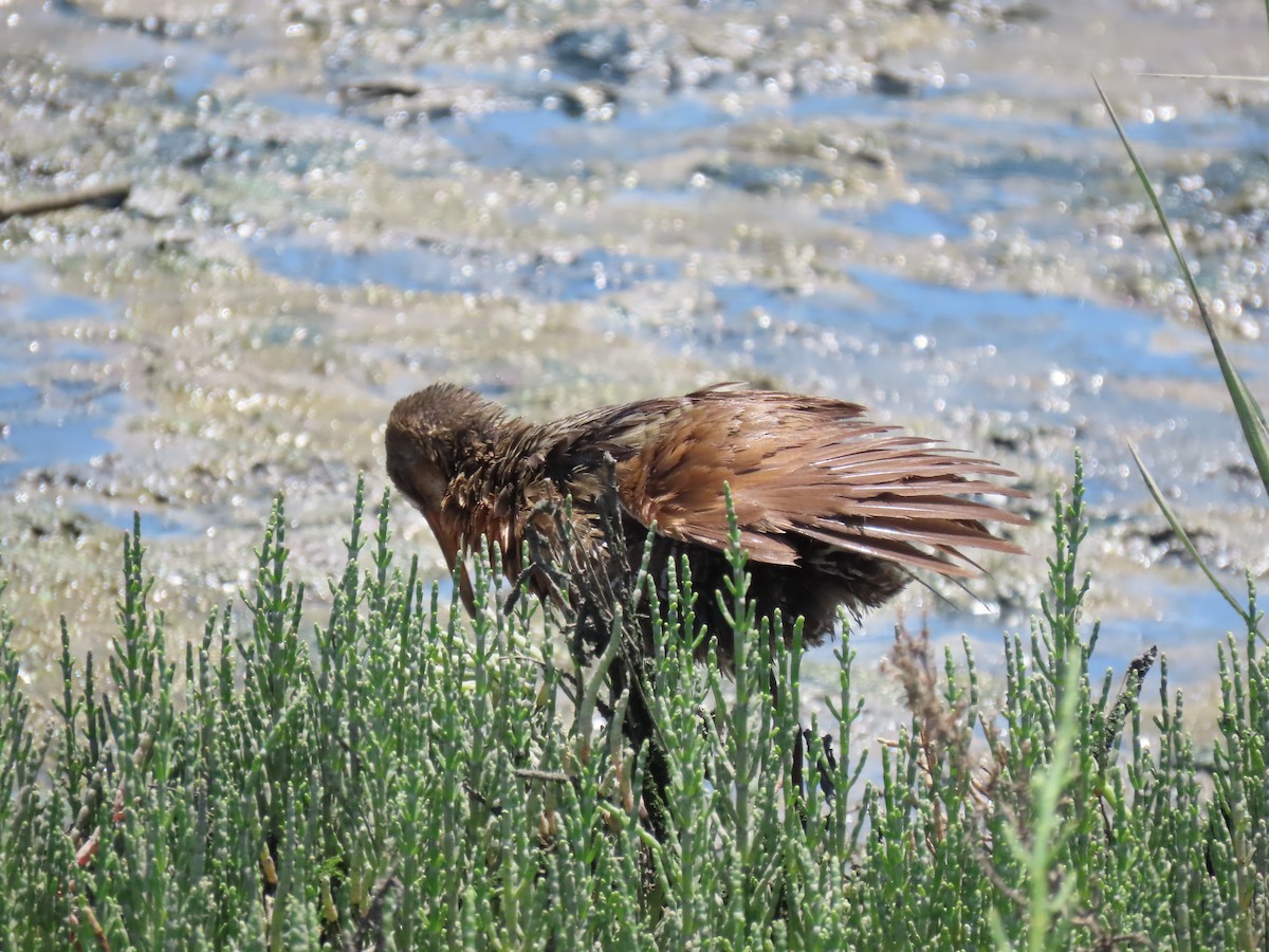 Ridgway's Rail (Light-footed) - ML620677423