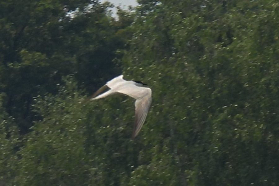 Gull-billed Tern - ML620677425